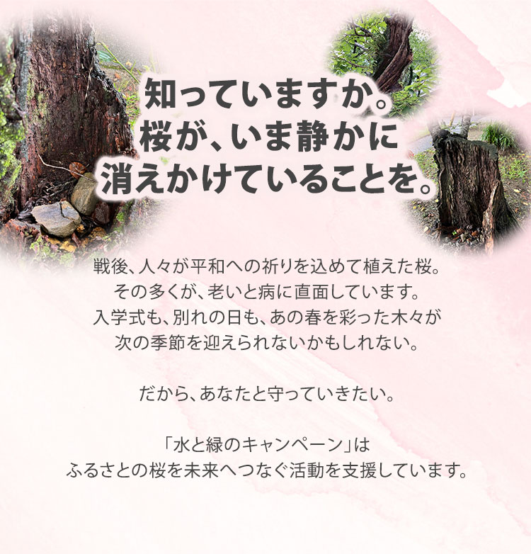 知っていますか、 桜が危機にあることを･･･　戦後まもなく「平和への祈り」として植えられた桜は今、病害で衰え、寿命を迎えつつあると言われています。各自治体では維持管理の負担が課題になっているとの声も… この現状を知ってもらい、皆さまと一緒に変えていきたい。「水と緑のキャンペーン」はふるさとの桜を守るための活動を支えます。