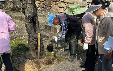 朝倉市秋月 杉の馬場での植樹の様子