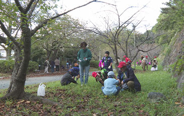 桜と藤への施肥のようす